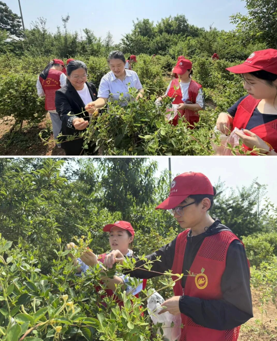 太阳成师生到新密中药材种植基地开展金银花采摘活动