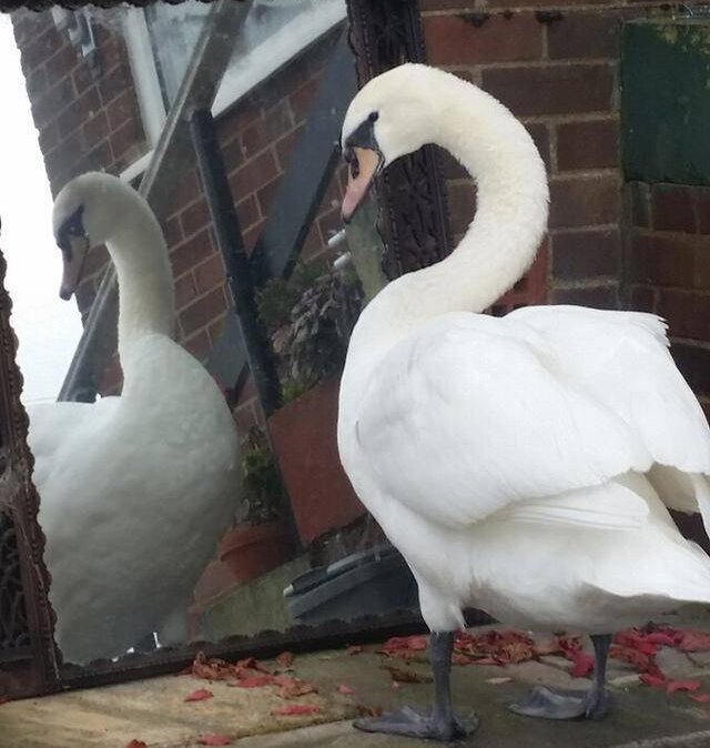 1731199701935852.jpeg 照镜子.jpeg